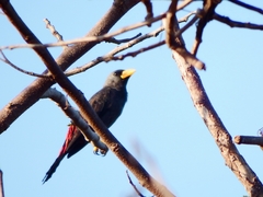 Scissirostrum dubium