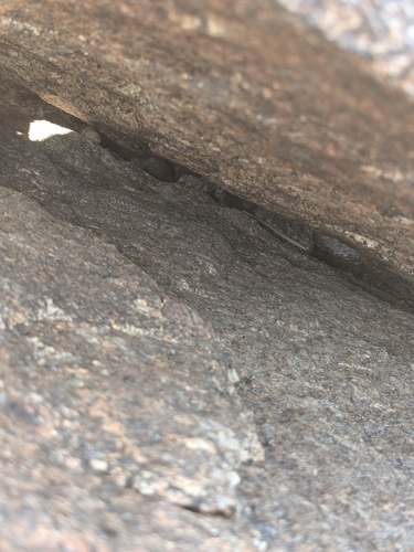 iNaturalist observation photo of Common Chuckwalla