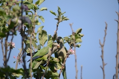 Myiopsitta monachus