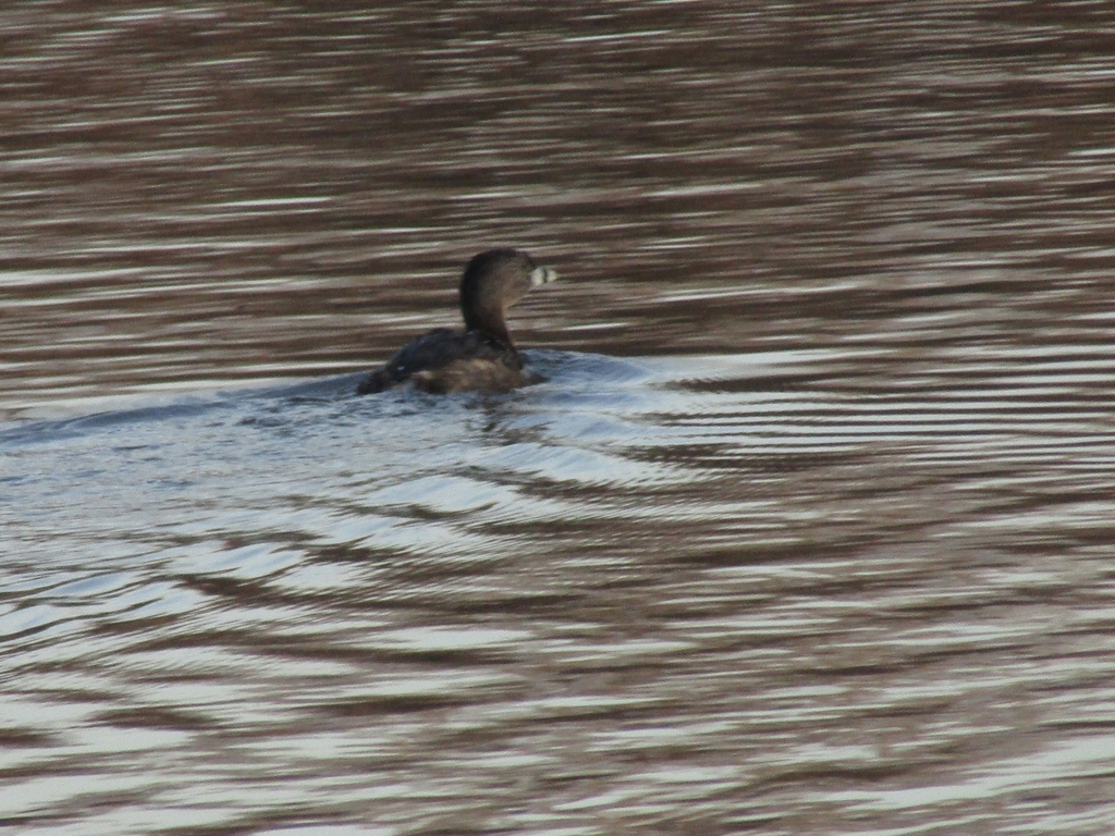 Northern Pied-billed Grebe