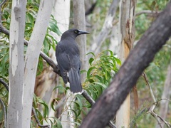Strepera versicolor melanoptera