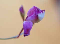Polygala nematocaulis