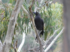 Strepera versicolor melanoptera