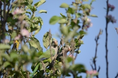 Myiopsitta monachus