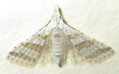 Alucitoidea