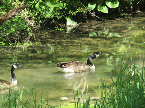 Canada Goose photographed in Ohio