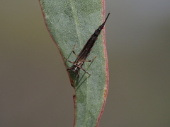 Idolothrips spectrum