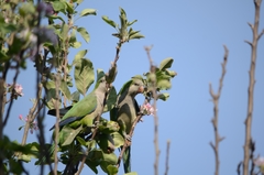 Myiopsitta monachus