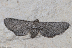 Eupithecia zygadeniata