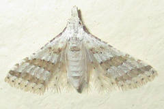 Alucitoidea
