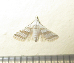 Alucitoidea