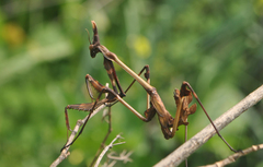 Empusa