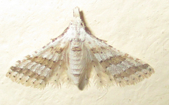 Alucitoidea