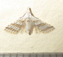 Alucitoidea