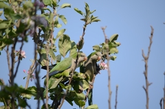 Myiopsitta monachus