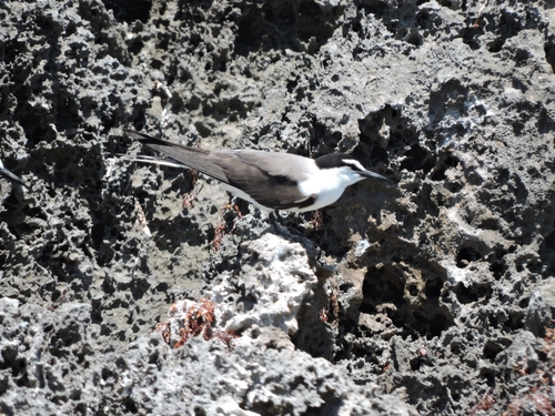 iNaturalist image