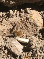 Bombylius major