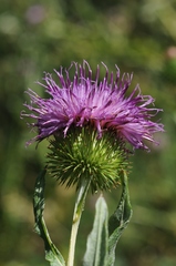 Cousinia leiocephala