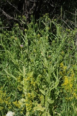 Cousinia leiocephala