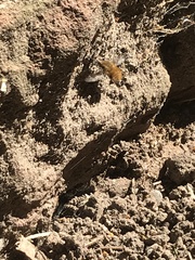 Bombylius major