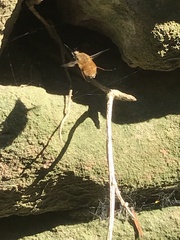 Bombylius major