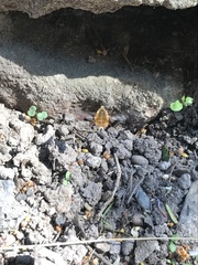 Bombylius major
