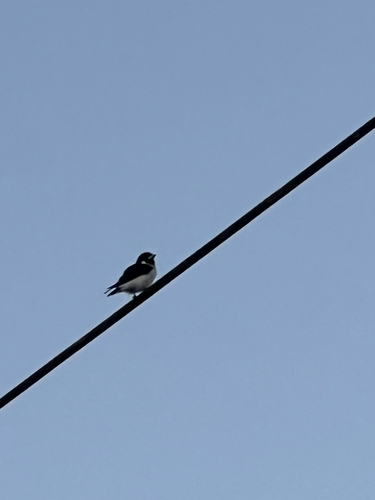 Fiji Woodswallow