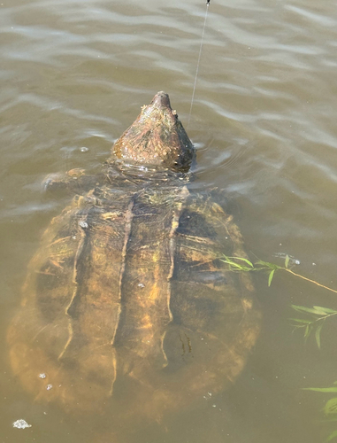Alligator Snapping Turtle observed by christopherh16