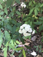 Spiraea prunifolia