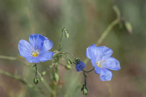 perennial flax