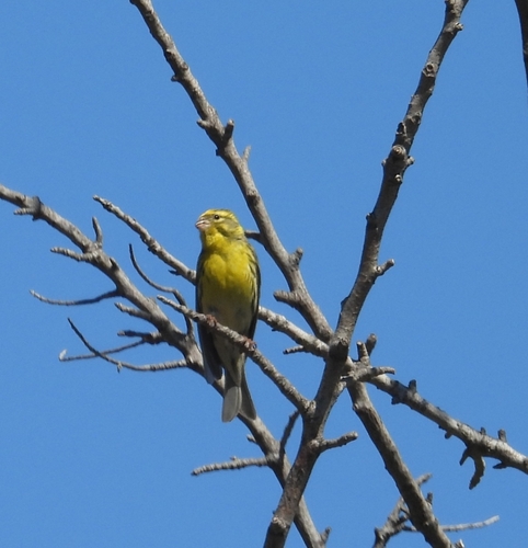Avistamiento Serinus serinus