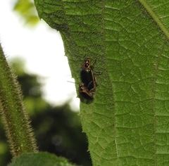 Cacoscelis marginata