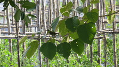 Microptilotis albonotatus