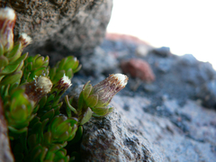 Baccharis caespitosa