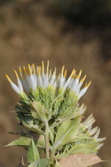 Arctium triflorum