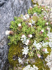 Baccharis caespitosa