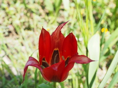 Tulipa agenensis