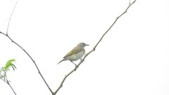 Conopophila albogularis