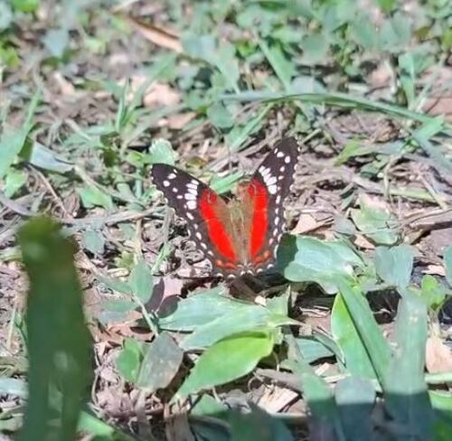 Red Peacock