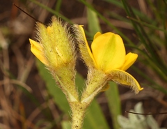 Hypoxis costata