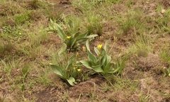 Hypoxis costata