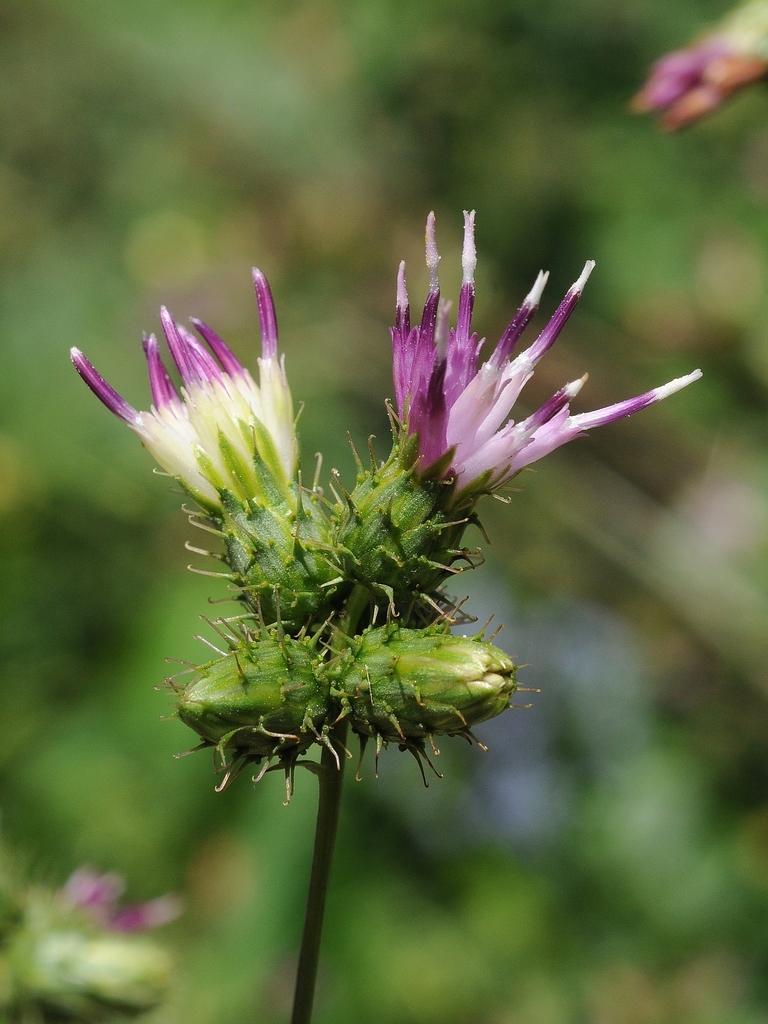 Arctium umbrosum