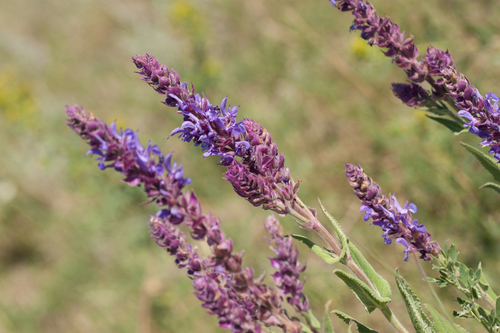 Purple Wood Sage