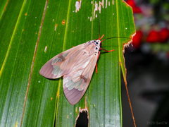 Amerila astreus