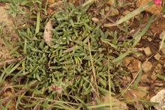 Zaluzianskya microsiphon