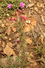 Zaluzianskya microsiphon