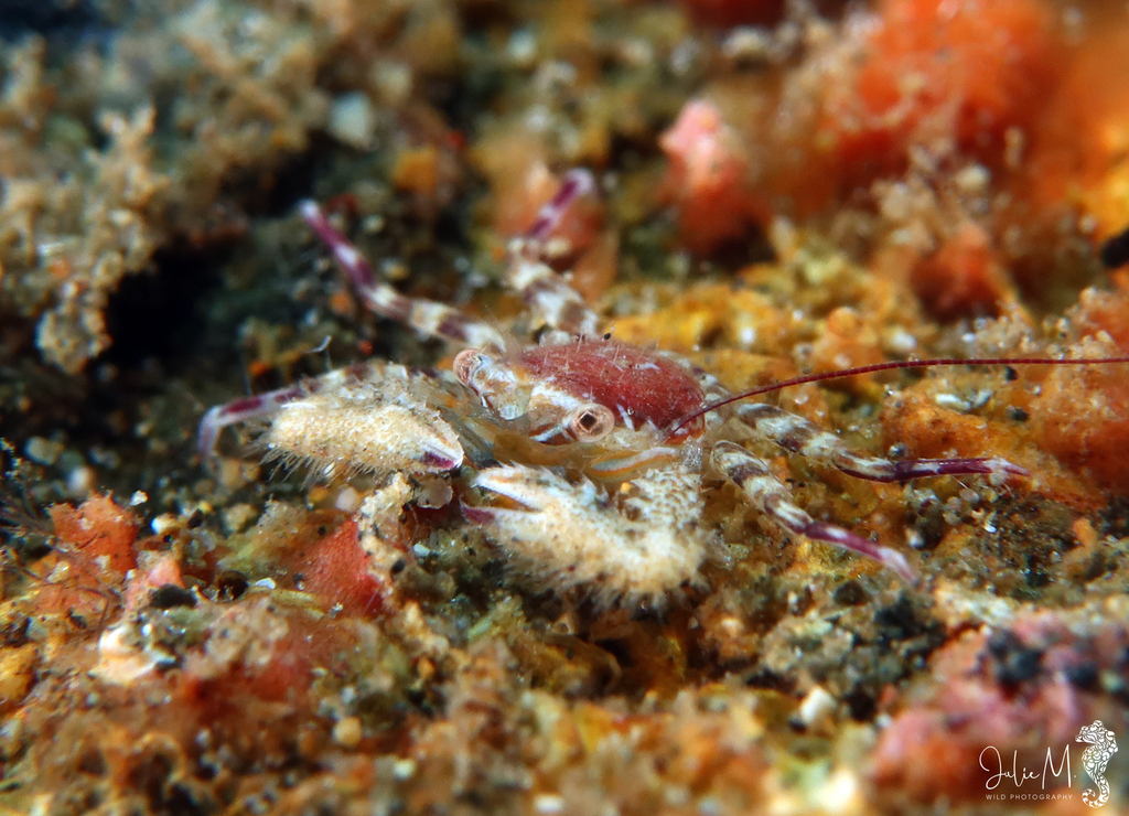 Petrolisthes caribensis