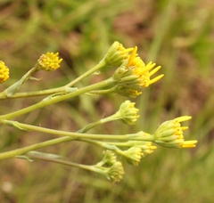 Senecio glaberrimus