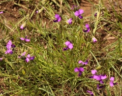 Polygala gracilenta