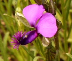Polygala gracilenta